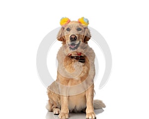 adorable golden retriever dog with colorful tassels headband panting