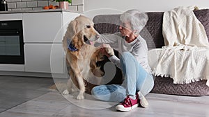 Adorable Golden Retriever Dog Giving A Paw To Senior Owner Woman
