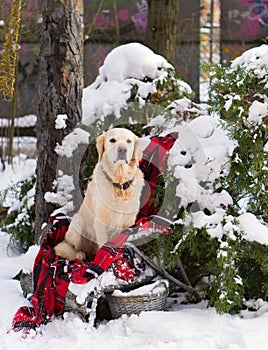 Adorable golden retriever dog sitting on backyard.