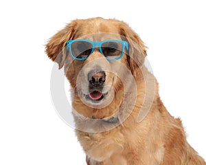 adorable golden retriever dog with sunglasses sticking out tongue