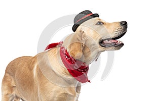 adorable golden retriever dog wearing a hat and bandana