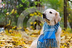 Adorable golden retriever dog wearing a scarf sitting on a fallen yellow leaves.