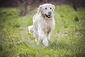 Adorable Golden Retriever in a green meadow