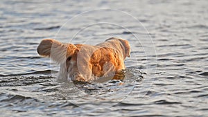 Adorable Golden Retriever on nature background shaking water off.