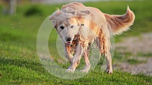 Adorable Golden Retriever on nature background shaking water off.