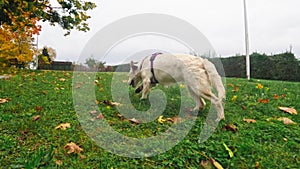 Adorable Golden Retriever Puppy Amusingly Runs On Fallen Grass