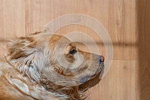 Adorable golden retriever puppy laying on a wooden floor