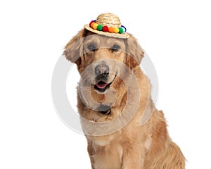 adorable golden retriever puppy with tassels hat sticking out tongue and panting