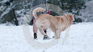 Adorable Golden Retriever Running On The Snow