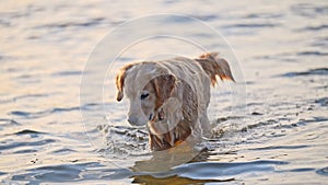 Adorable Golden Retriever swimming in water