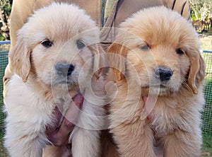 Adorable Golden Retriver breed puppies