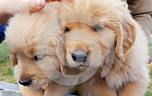 Adorable Golden Retriver breed puppies