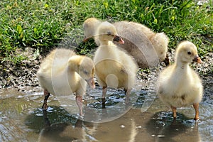 Adorable goose babies