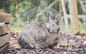 Adorable gray and brown domestic bunny rabbit in garden , vintage setting