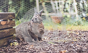 Adorable gray and brown domestic bunny rabbit in garden , vintage setting