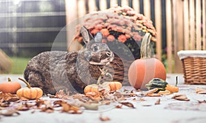 Adorable gray and brown domestic bunny rabbit in garden , vintage setting