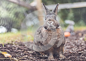 Adorable gray and brown domestic bunny rabbit in garden , vintage setting