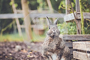 Adorable gray and brown domestic bunny rabbit in garden , vintage setting