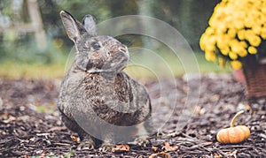 Adorable gray and brown domestic bunny rabbit in garden , vintage setting