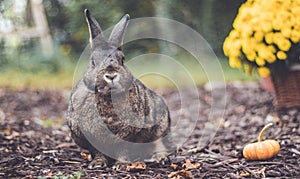 Adorable gray and brown domestic bunny rabbit in garden , vintage setting