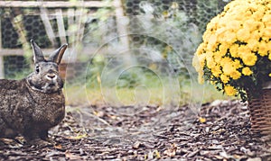 Adorable gray and brown domestic bunny rabbit in garden , vintage setting