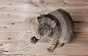 Adorable gray cat lave on a wooden