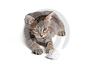 Adorable gray cat playing with aluminium foil ball. Cat isolated on white background