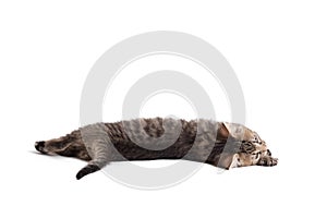 Adorable gray cat resting on a white background