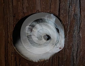 Adorable gray hamster peeking out from a hole in a wooden fence