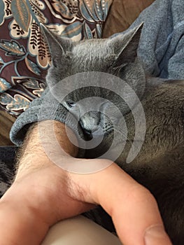 Gray cat sleeping funny against someones arm