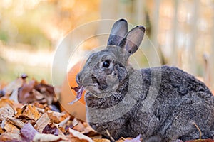Adorable gray and white domestic bunny rabbit eats fresh maple leaves in the fall