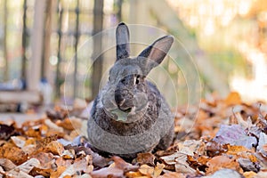 Adorable gray and white domestic bunny rabbit munches on fresh leaves in the fall