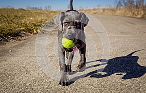 An adorable Great Dane puppy walks towards viewer carrying a tennis ball