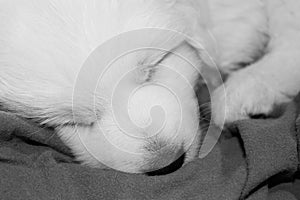 Adorable Great Pyrenees Puppy Asleep on Blanket