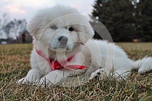 Adorable Great Pyrenees Puppy in Red Bandana