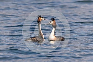 Adorable grebes (Podiceps cristatus) swim in unison in a tranquil lake