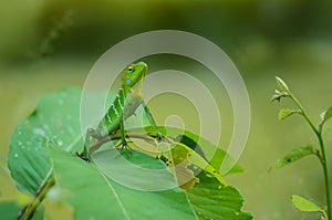 Adorable green Maned calote (Bronchocela jubata) perched atop a leaf in a grassy field