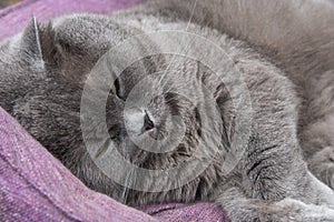 Adorable grey british straight cat is taking rest in the lavender cat`s bed