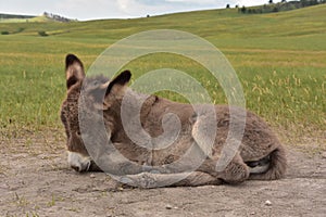 Adorable Grey Burro Foal Laying Down and Resting