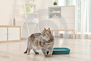 Adorable grey cat near litter box indoors