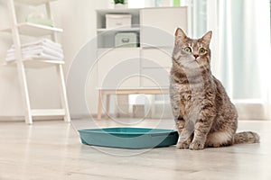 Adorable grey cat near litter box indoors photo