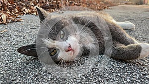 Adorable Grey Cat Rolling on Asphalt