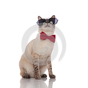 Adorable grey cat wearing bowtie and sunglasses looks up