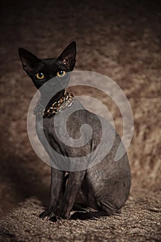 Adorable grey cat wearing gold chain sitting