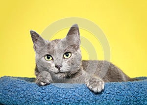 Adorable grey kitten in blue bed looking at viewer longingly