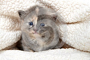Diluted tortie kitten peeking out of sheepskin blanket photo