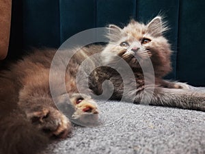 Adorable Grey Persian cat baby Looking, Grey Persian Cat, Cute Cat Baby Close up Grey Cat