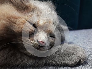 Adorable Grey Persian cat baby sleeping, Grey Persian Cat, Cute Cat Baby Close up Grey Cat