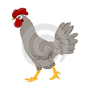 Adorable grey rooster. Farm domestic birds. Vector illustration of a chicken in a flat style.