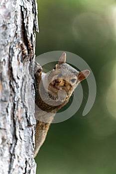 Adorable grey squirrel standing in front of a tree and looking towards the camera